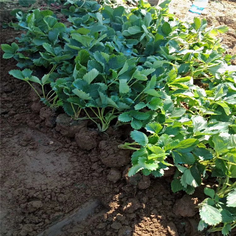牛奶草莓种植技术