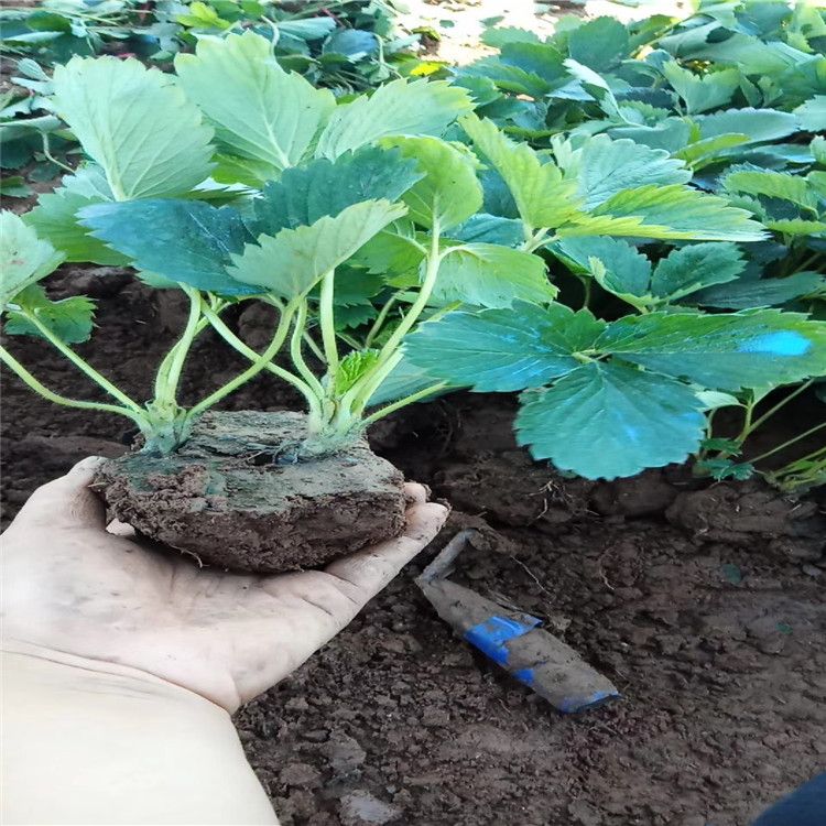 牛奶草莓种植技术