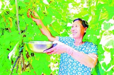 笤帚糜子种植技术