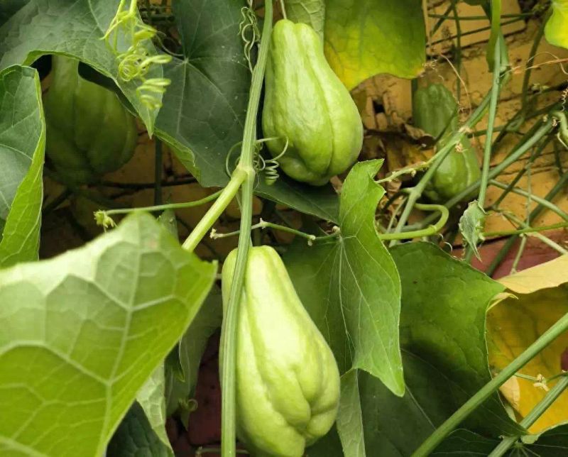 南方适合种植什么水果