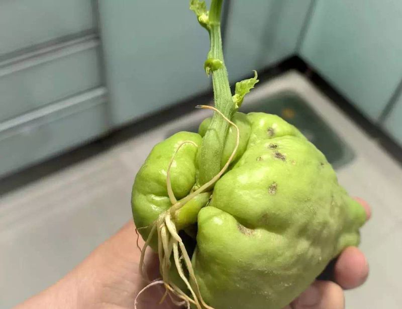 南方适合种植什么水果