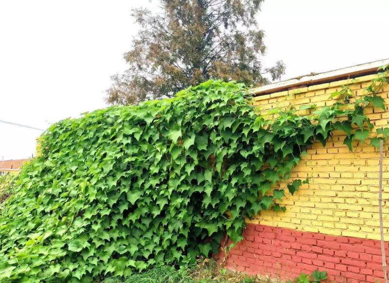 南方适合种植什么水果