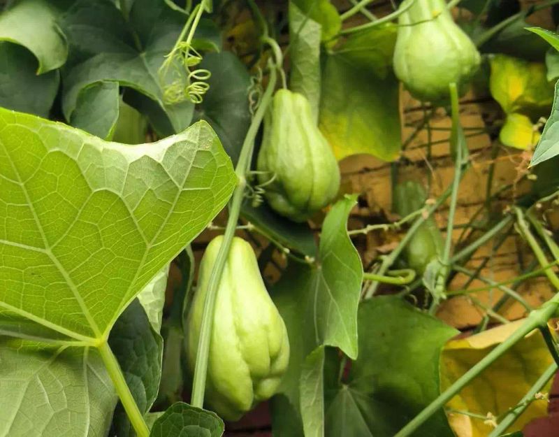 南方适合种植什么水果