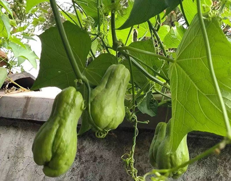 南方适合种植什么水果