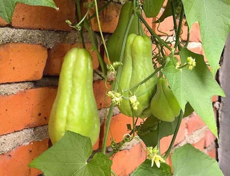 南方适合种植什么水果