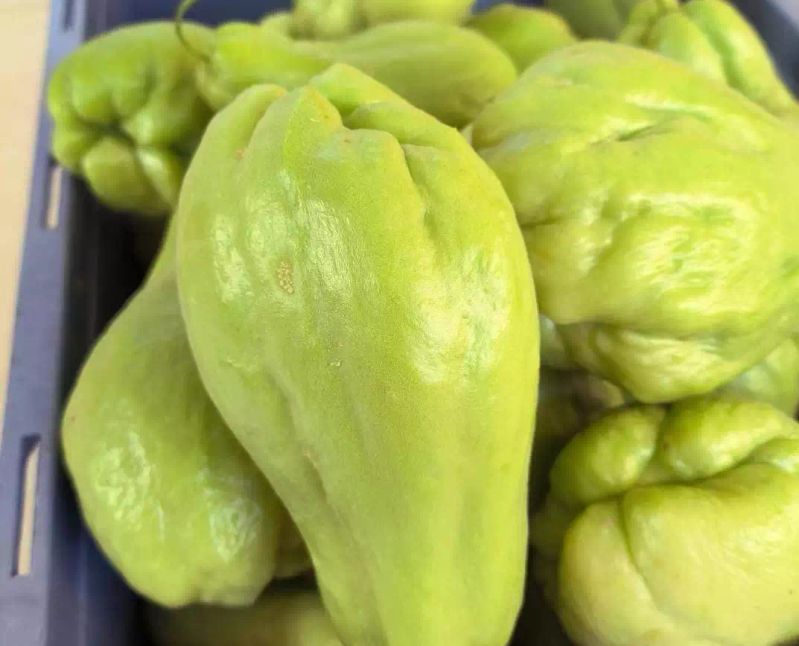 南方适合种植什么水果