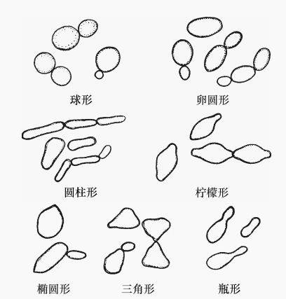 酵母菌异化作用特点