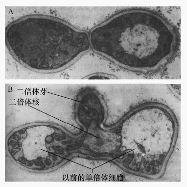 酵母菌异化作用特点