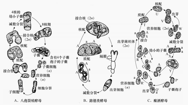 酵母菌异化作用特点