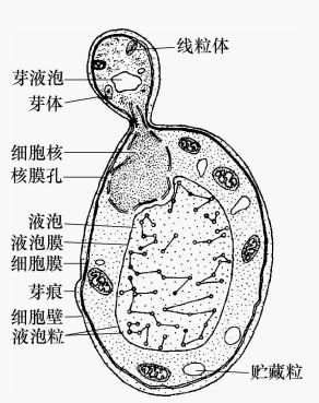 酵母菌异化作用特点
