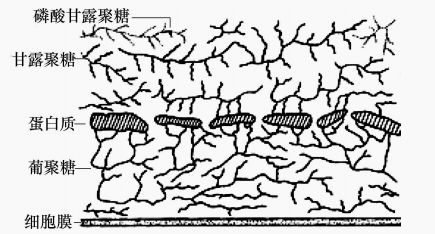 酵母菌异化作用特点
