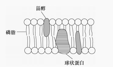 酵母菌异化作用特点