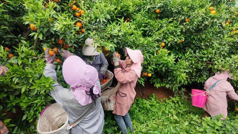 沃柑果栽培种植技术