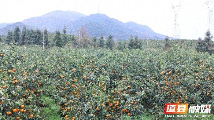 道县:千亩沃柑成熟上市 铺就村民“甜蜜”致富路