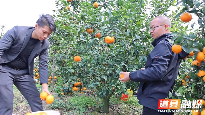 沃柑果栽培种植技术