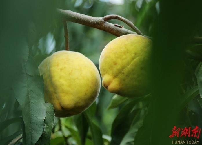 沃柑果栽培种植技术