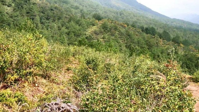 沃柑果栽培种植技术