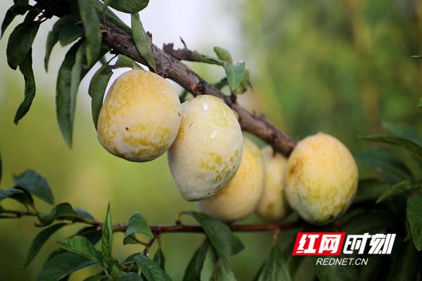 沃柑果栽培种植技术