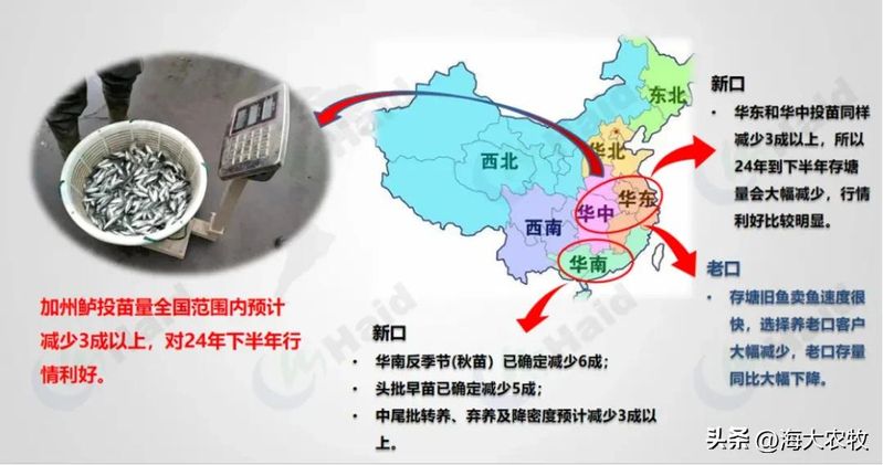 菜市场加州鲈鱼多少钱一斤