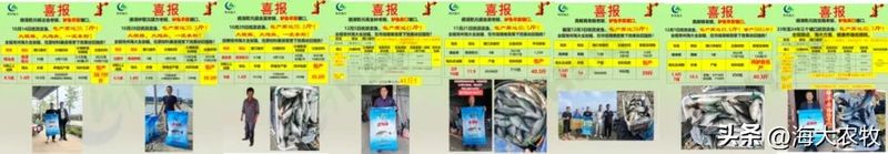 菜市场加州鲈鱼多少钱一斤