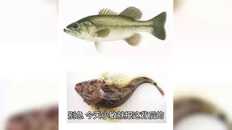 菜市场加州鲈鱼多少钱一斤