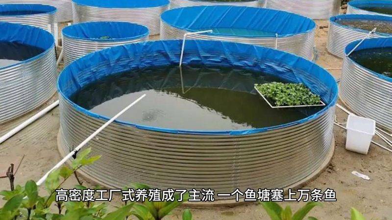 菜市场加州鲈鱼多少钱一斤