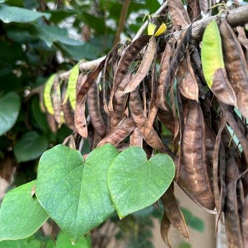 紫荆花种植方法
