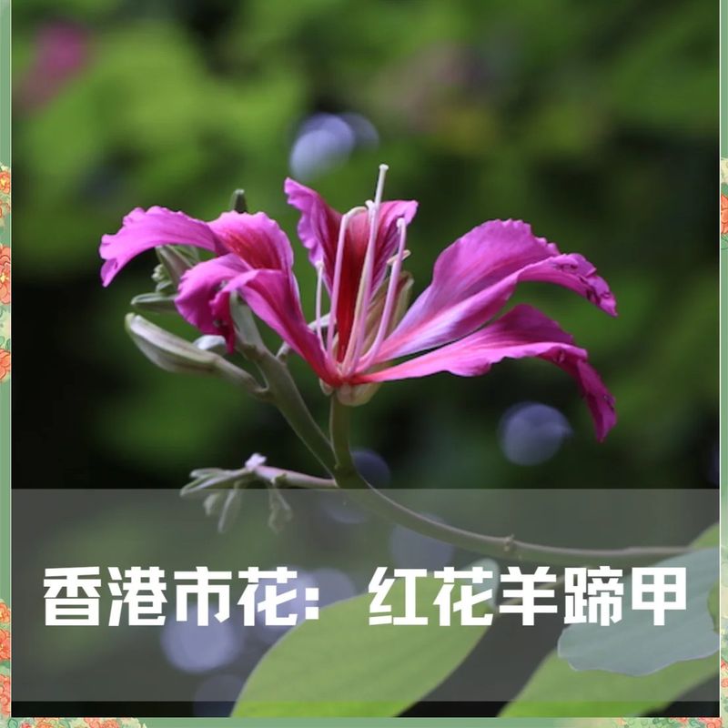 紫荆花种植方法
