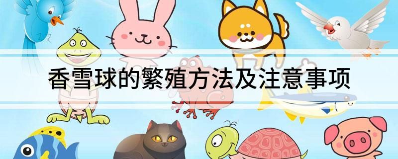 香雪球种子种植方法