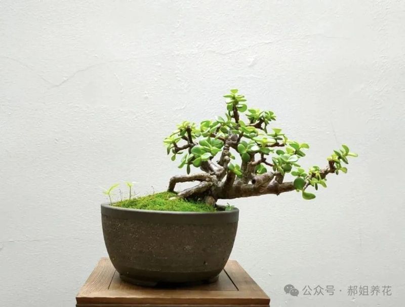 南非万寿菊的种植方法