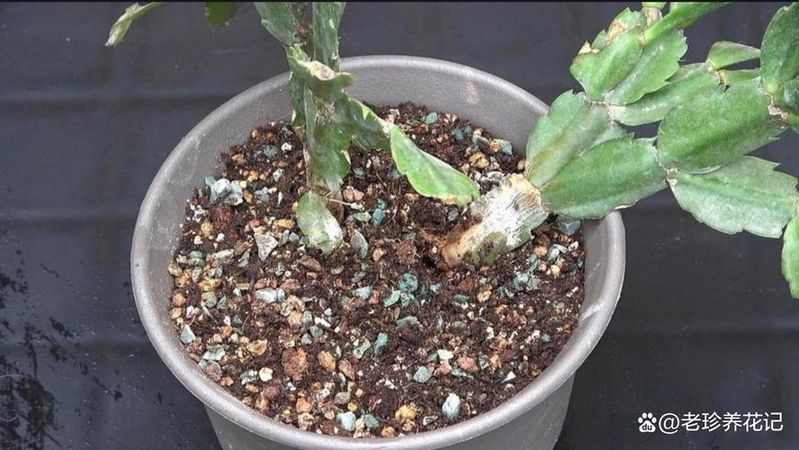 南非万寿菊的种植方法