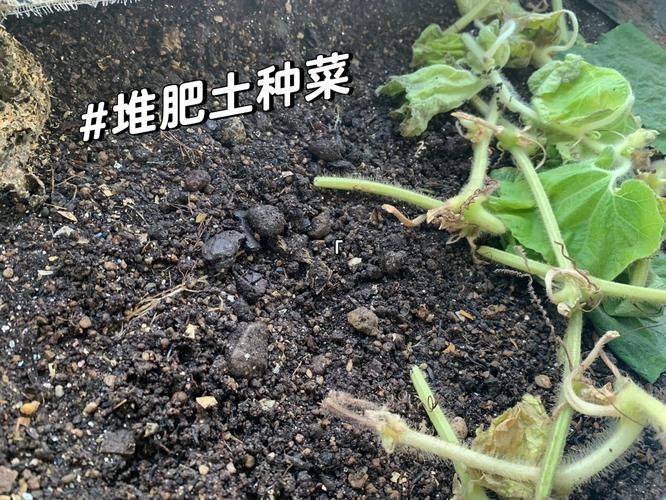 居家防控期间在家阳台种菜，怎么用湿垃圾堆肥
