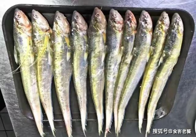 金钱鲨多少钱一斤