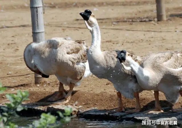金钱鲨多少钱一斤