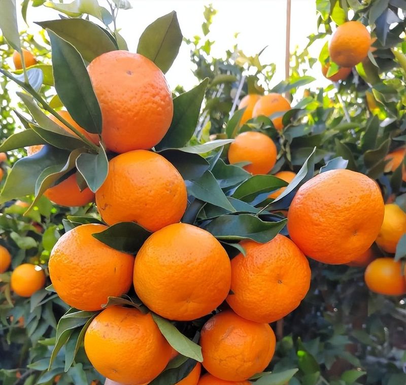 沃柑果栽培种植技术