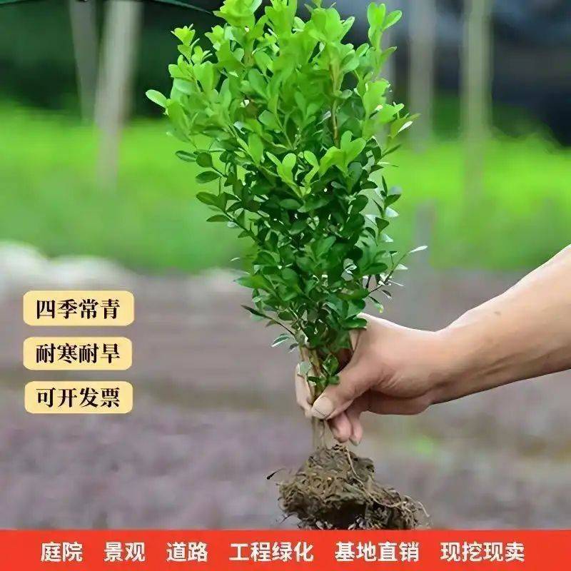 新手养庭院绿植总踩坑？内行分享从选种到护理的全流程避坑指南，助你3个月从绿植小白变身养护高手！