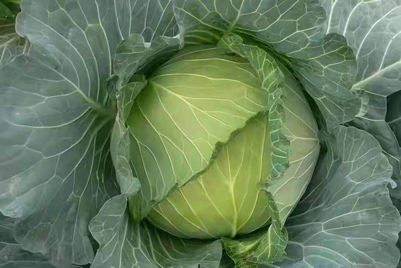 卷心菜泡菜的腌制方法