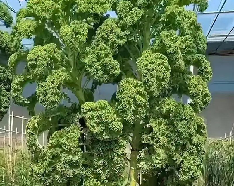 卷心菜泡菜的腌制方法