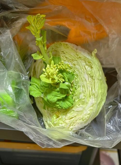 卷心菜泡菜的腌制方法