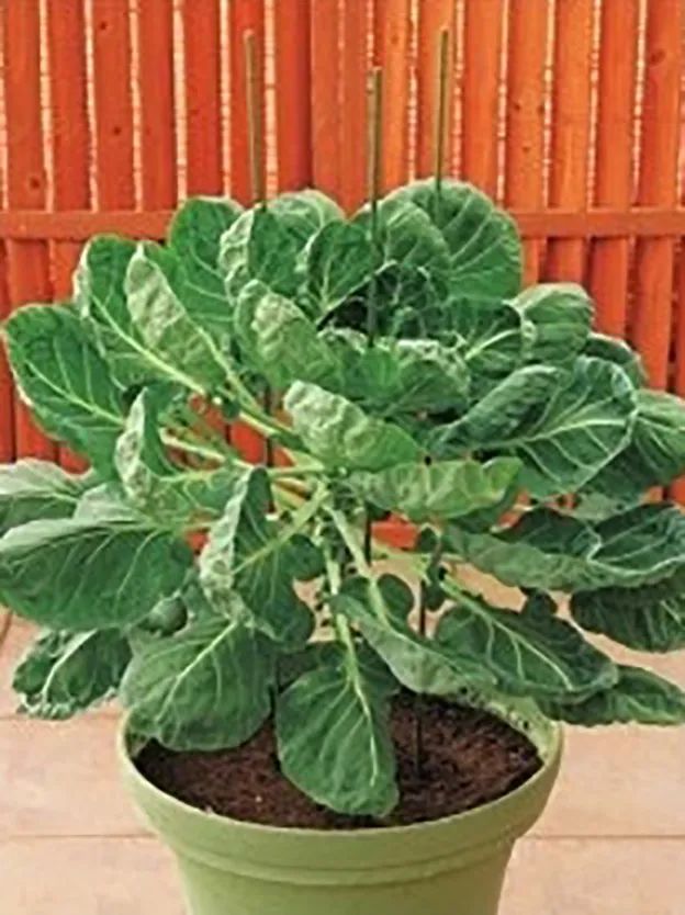 卷心菜泡菜的腌制方法