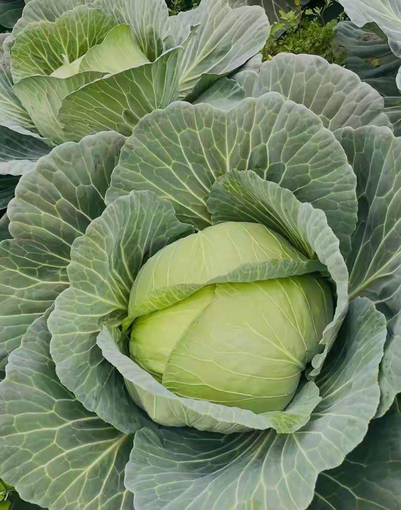 卷心菜泡菜的腌制方法