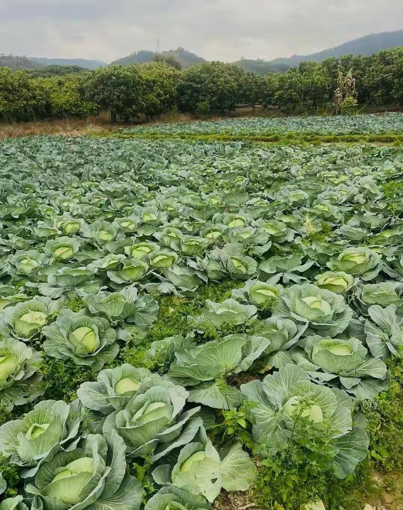 卷心菜泡菜的腌制方法
