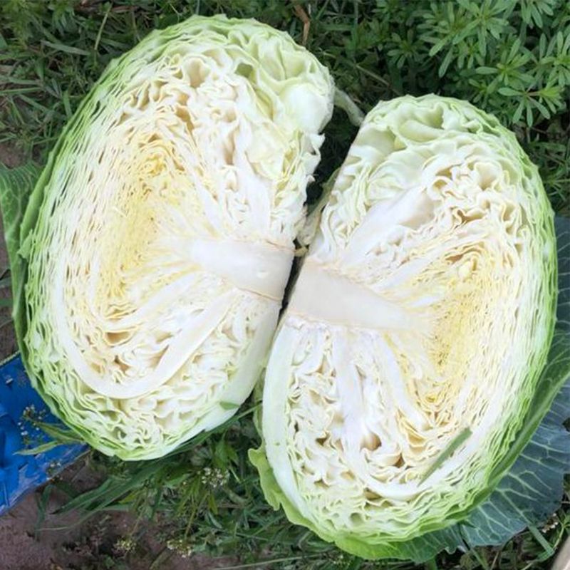 卷心菜泡菜的腌制方法