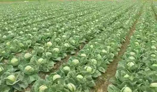 卷心菜泡菜的腌制方法