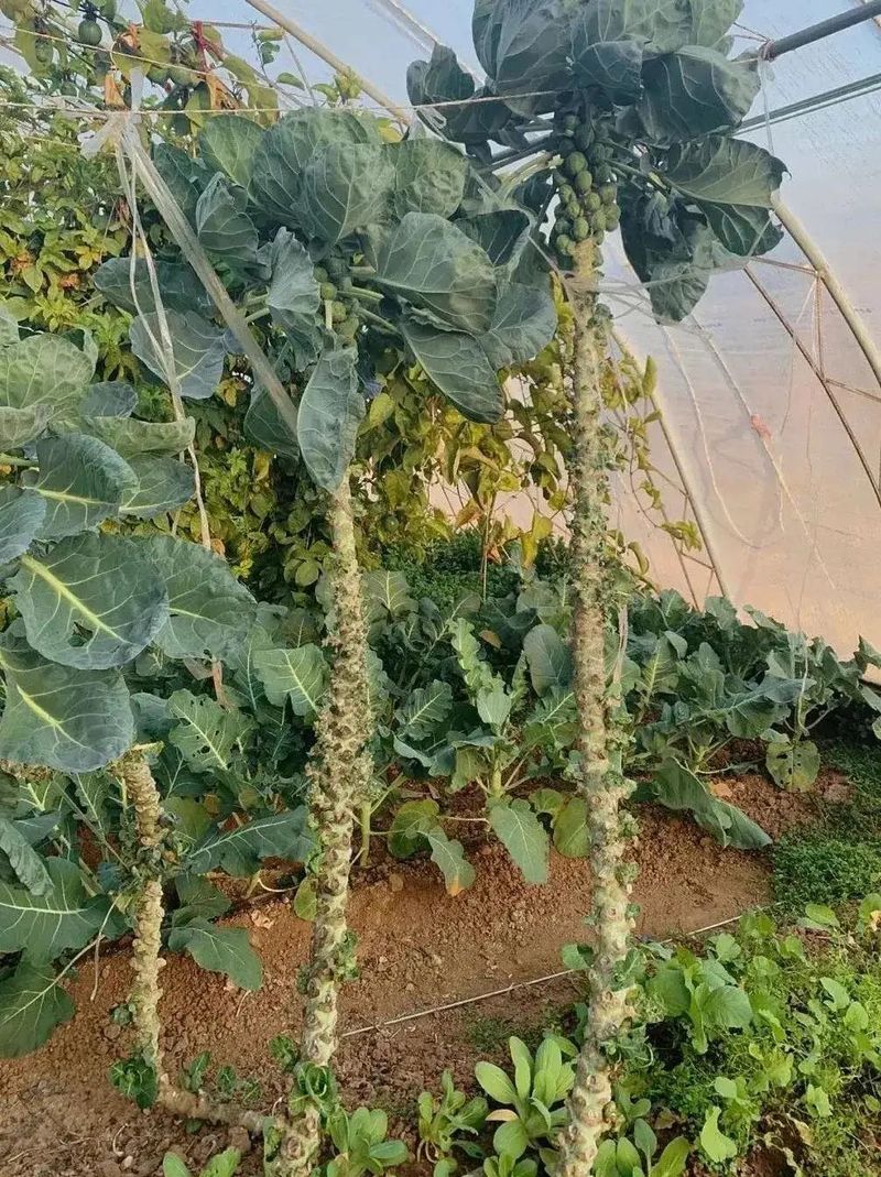 卷心菜泡菜的腌制方法