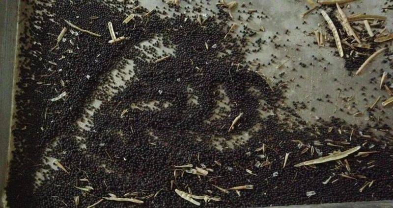 卷心菜泡菜的腌制方法