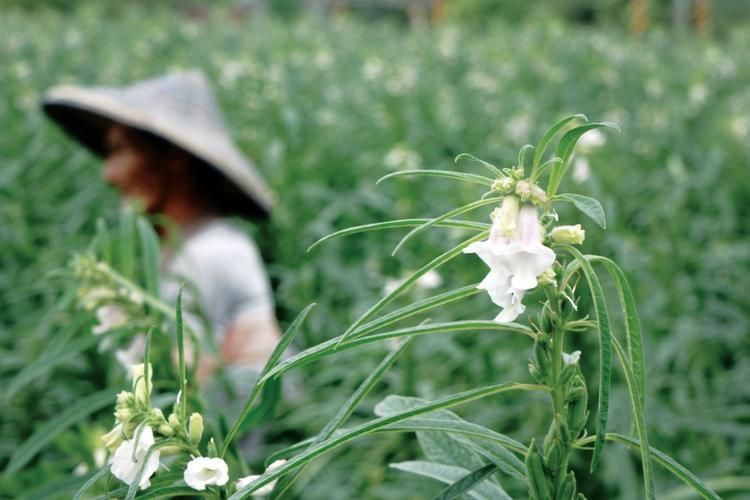 笤帚糜子种植技术