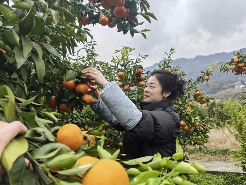 沃柑果栽培种植技术