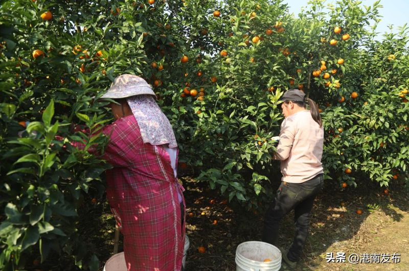 沃柑果栽培种植技术