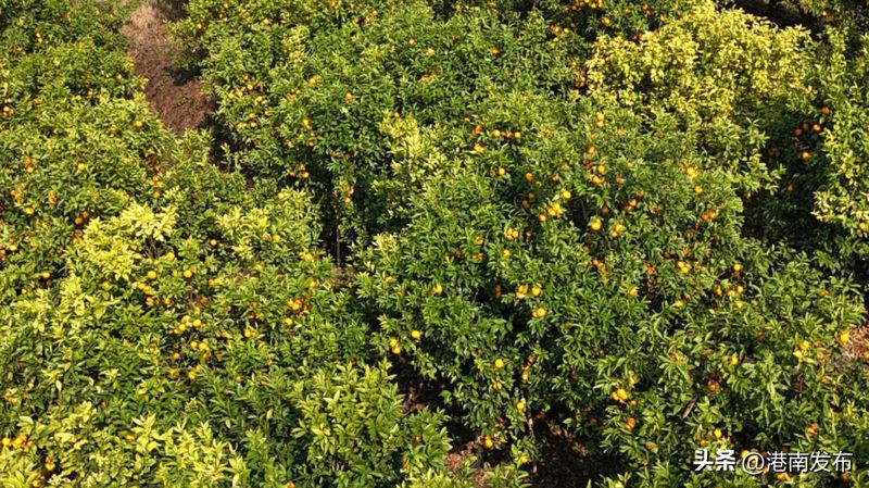 沃柑果栽培种植技术